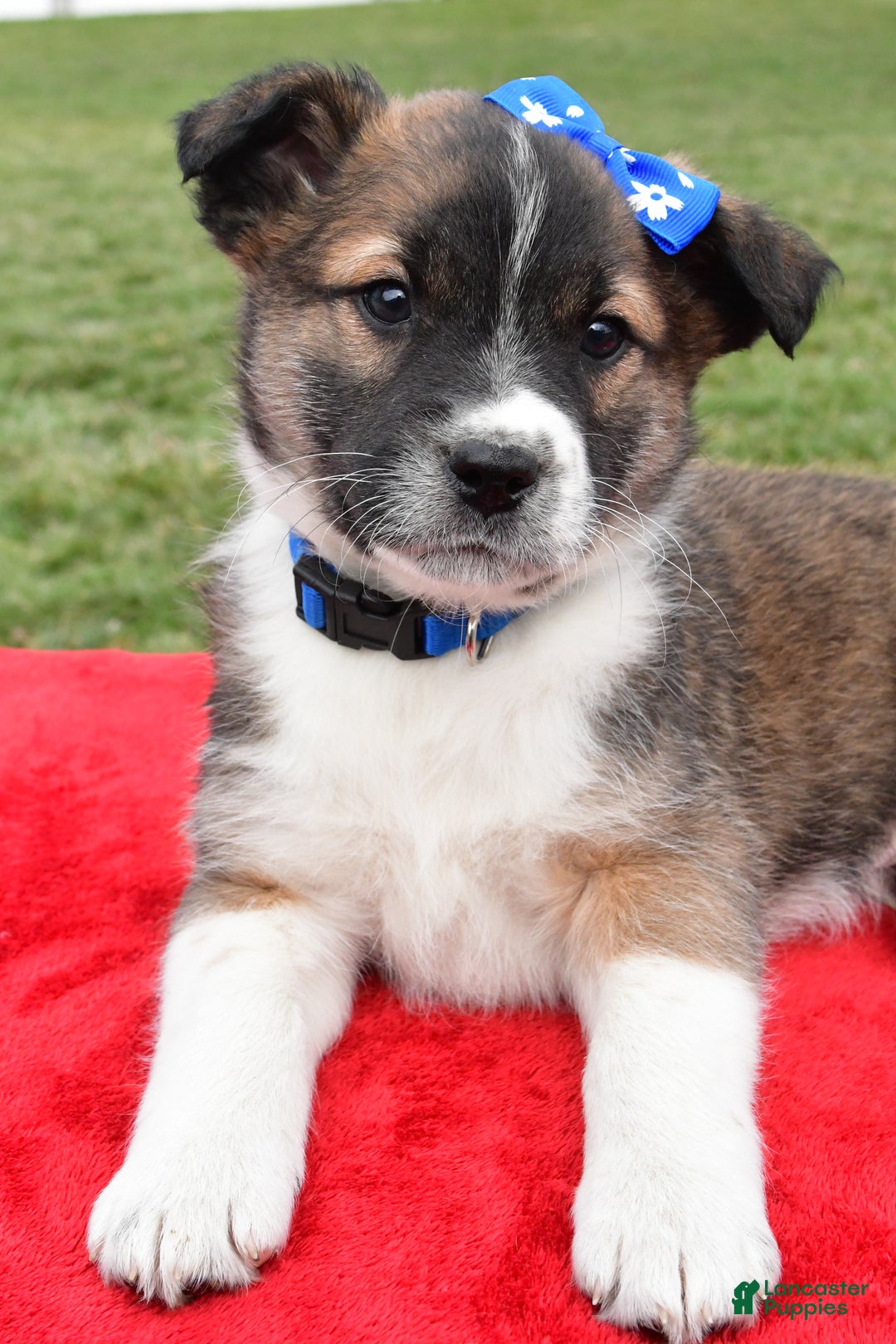 Mixed Breed dogs for sale: Max - Ad 6