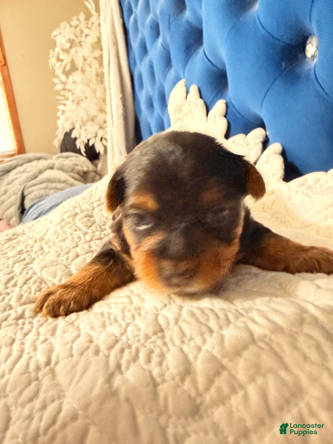 Yorkshire Terrier dogs for sale: Freddy the Tank - Ad 2