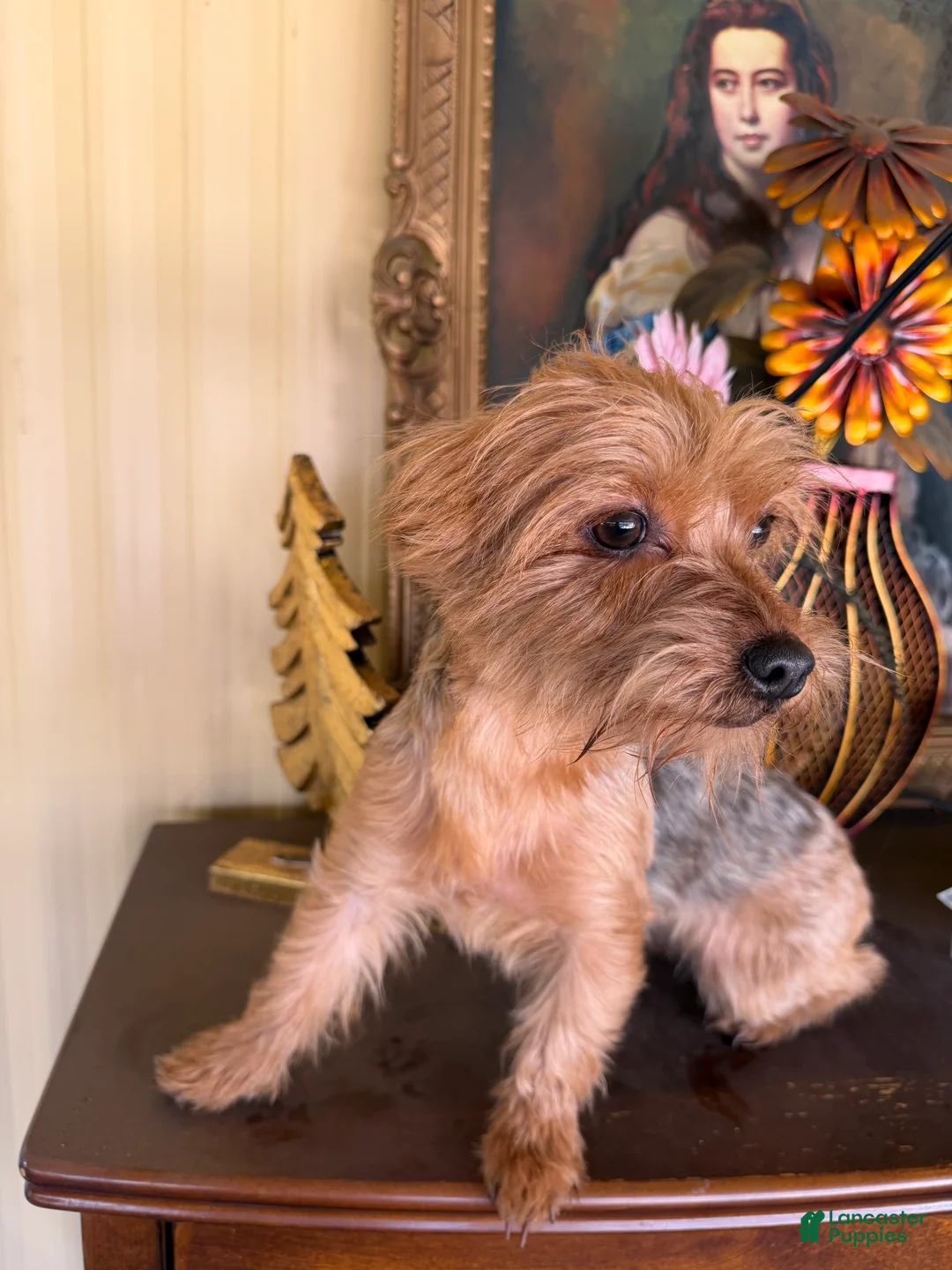 Yorkshire Terrier dogs for sale: Yorkshire Terrier Puppy 1 - Ad 3