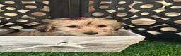 Yochon dogs for sale: Heaven Angelic Little Female Yochon Puppy - Ad 3