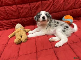 Border Collie dogs Poppy - Ad 28