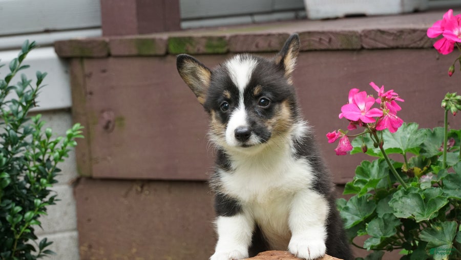 Welsh Corgi Pembroke dogs Willow - Ad 2