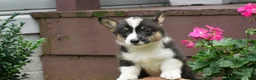 Welsh Corgi Pembroke dogs for sale: Willow - Ad 2