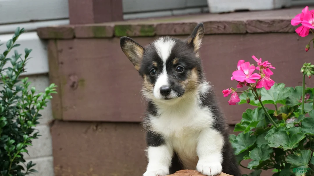 Welsh Corgi Pembroke dogs for sale: Willow - Ad 2