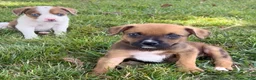 Mixed Breed dogs for sale: Bella - Ad 9