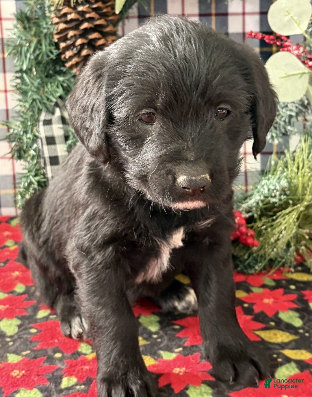 Labradoodle dogs for sale: Cindy - Ad 2