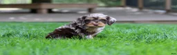 Cockapoo dogs for sale: Maverick - Ad 4