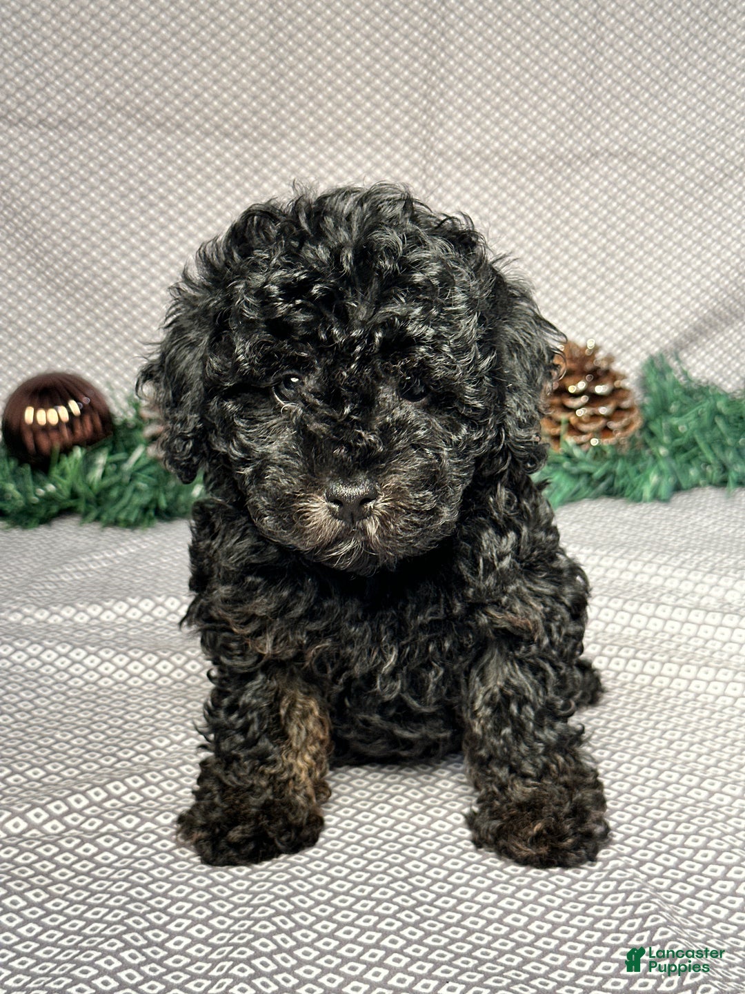 Miniature Poodle dogs for sale: Kevin - Ad 1