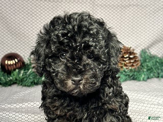 Miniature Poodle dogs for sale: Kevin - Ad 4