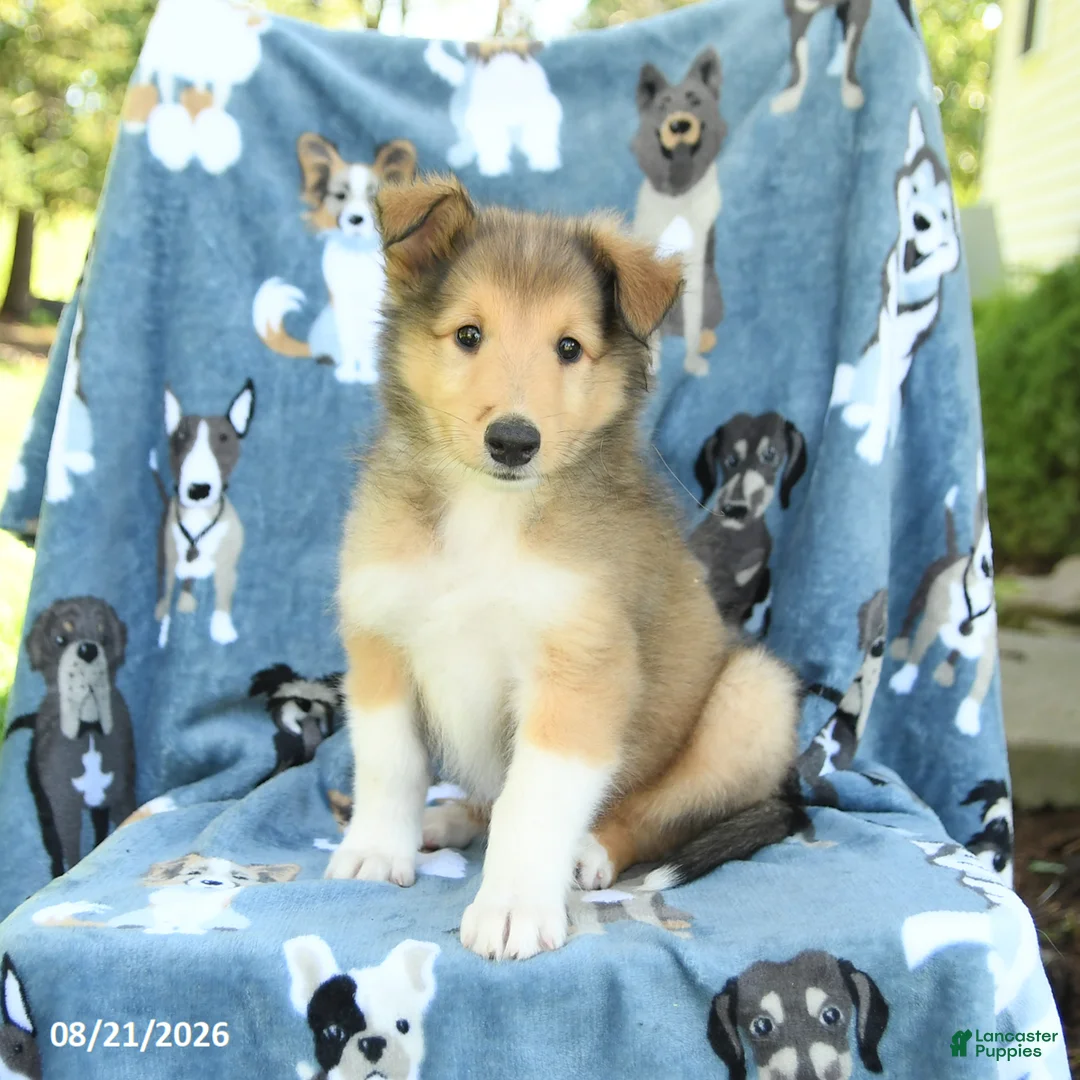 Collie dogs for sale: Orchid - Ad 3