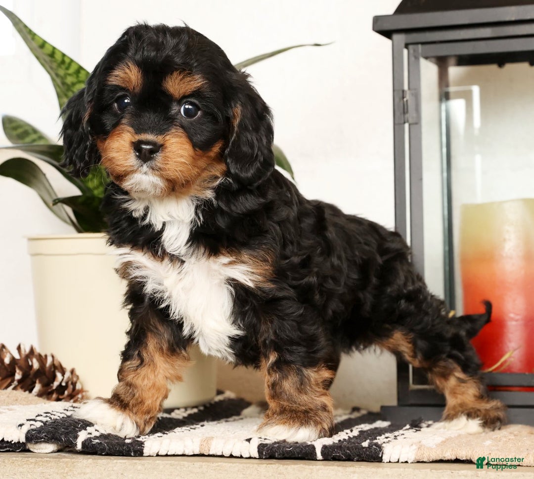 Cavapoo dogs for sale: Stella - Ad 2