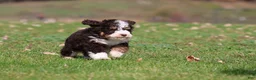 Mini Bernedoodle dogs for sale: Pup - Ad 3