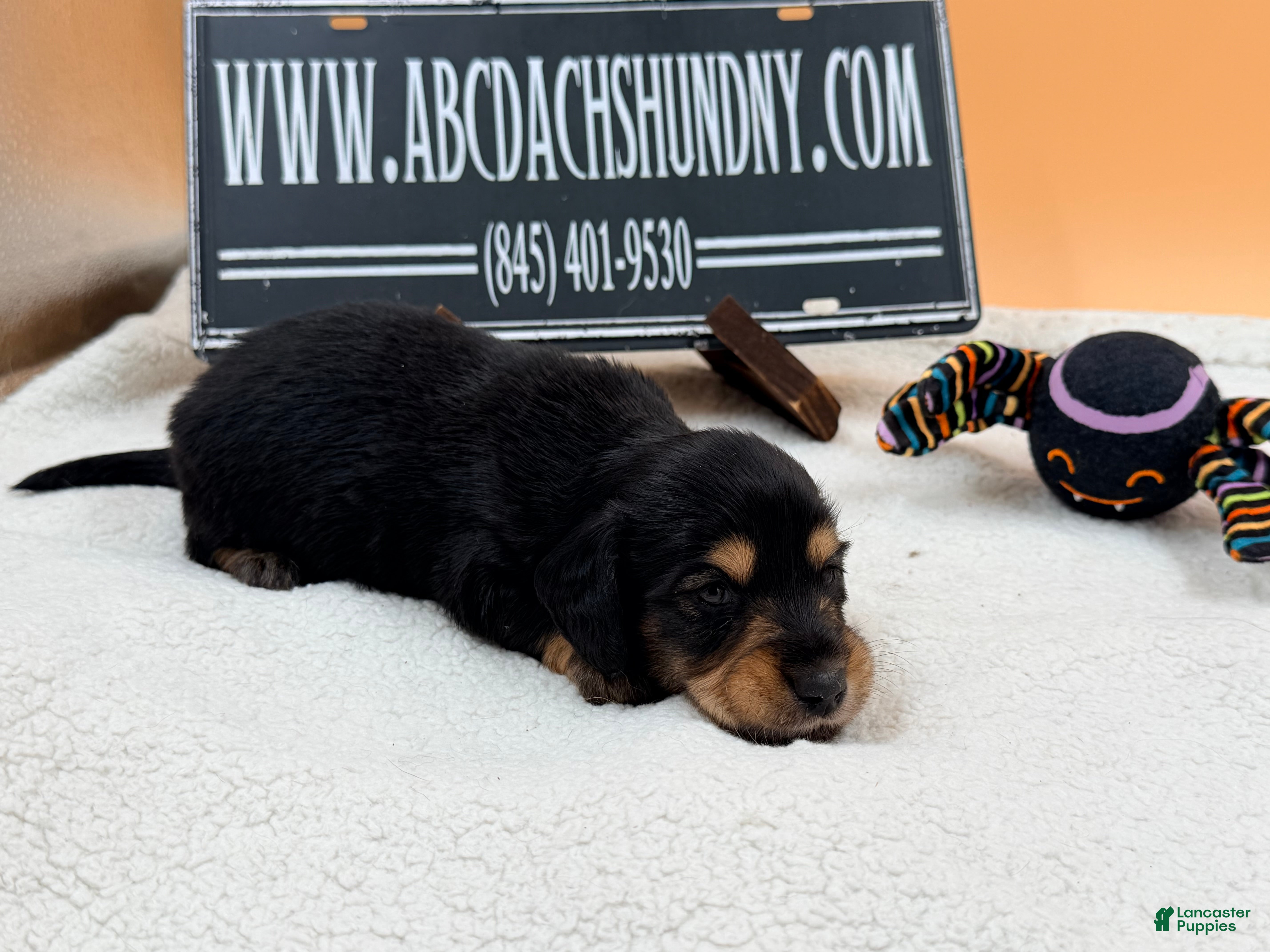 Miniature Dachshund dogs AKC Russian Black & Tan - Ad 23