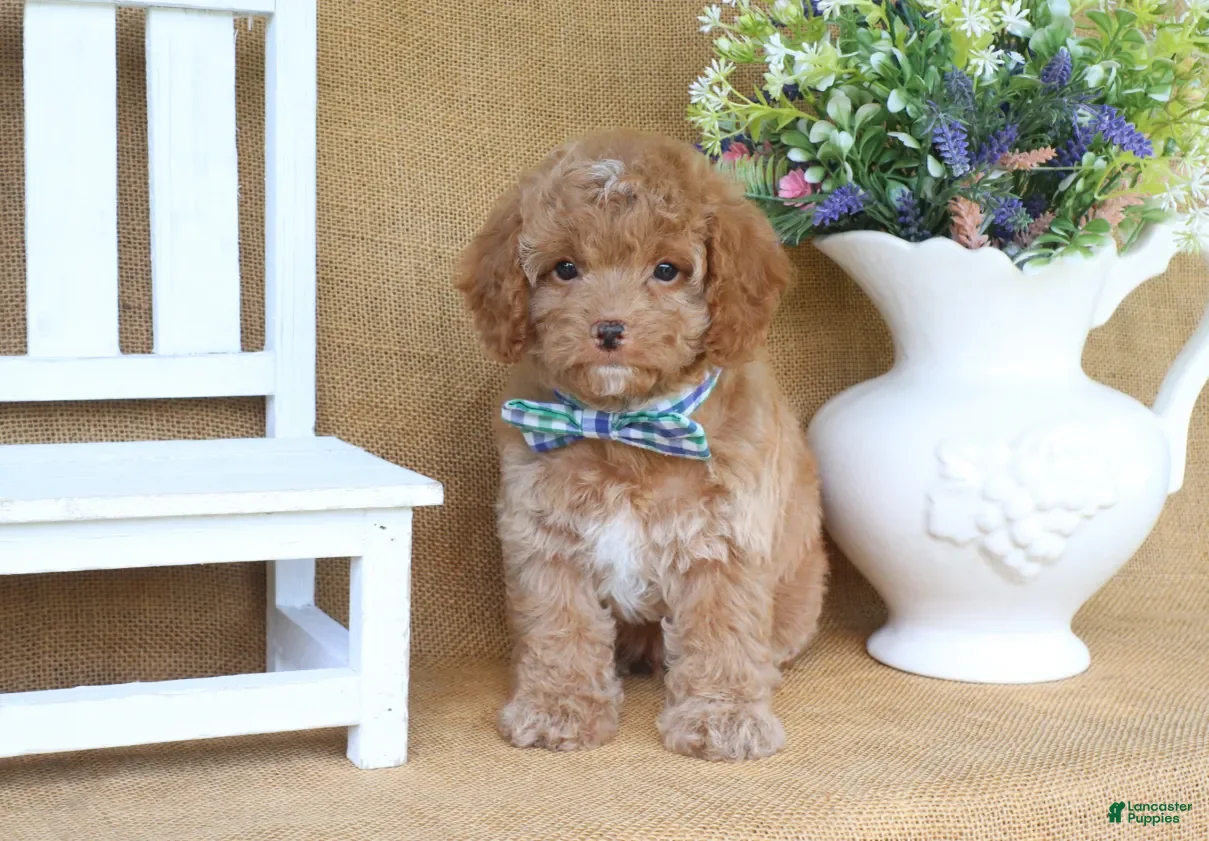 Cavapoo dogs Rowan - Ad 2