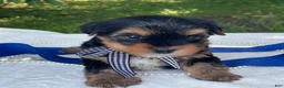 Yorkshire Terrier dogs for sale:  Royal - Ad 1