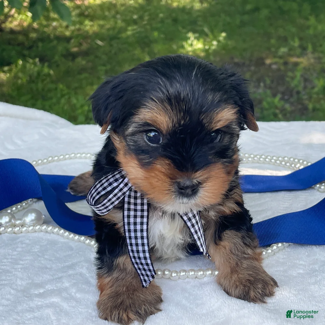 Yorkshire Terrier dogs for sale:  Royal - Ad 1
