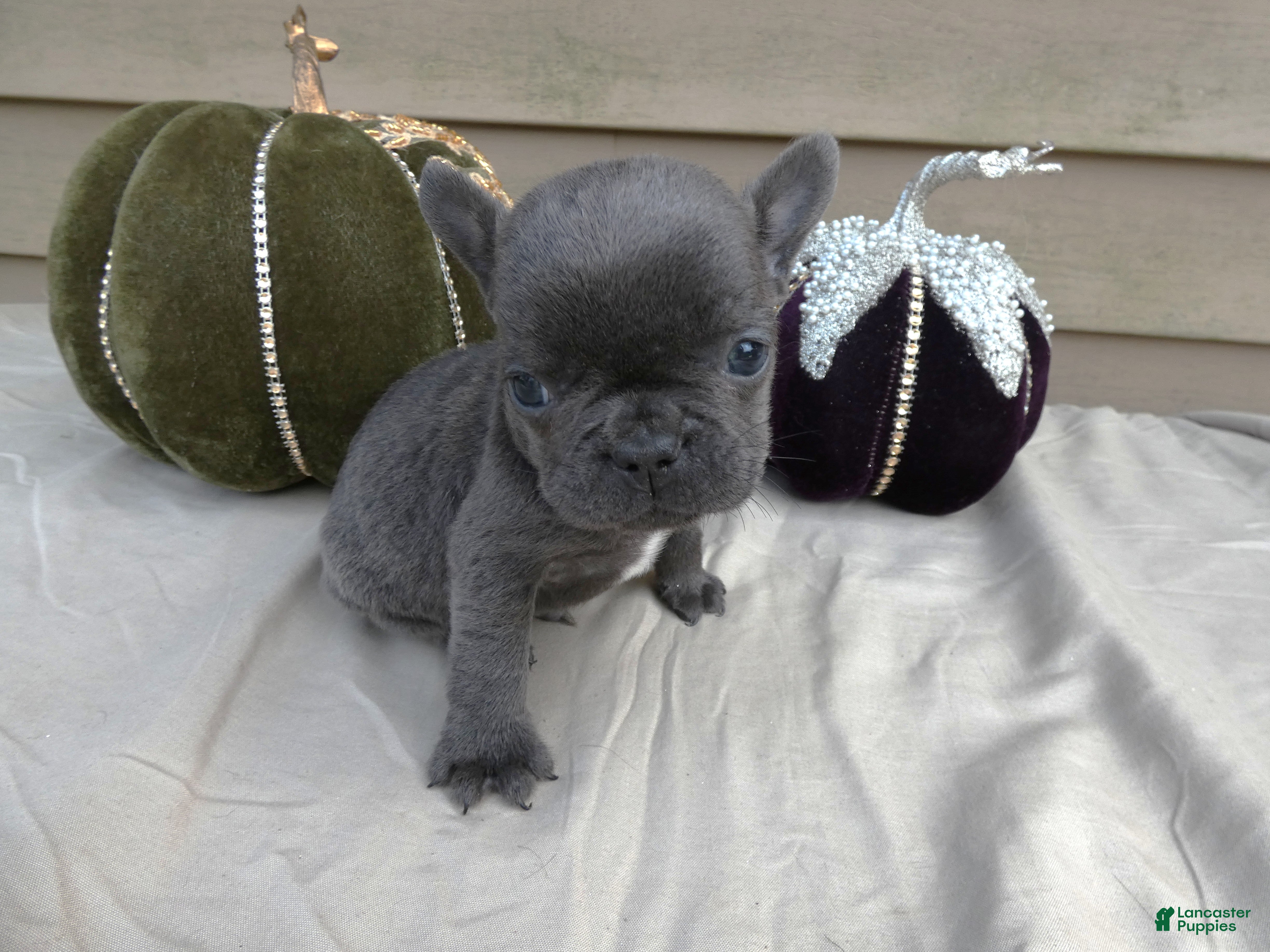 French Bulldog dogs French Bulldog 4 Prince - Ad 6