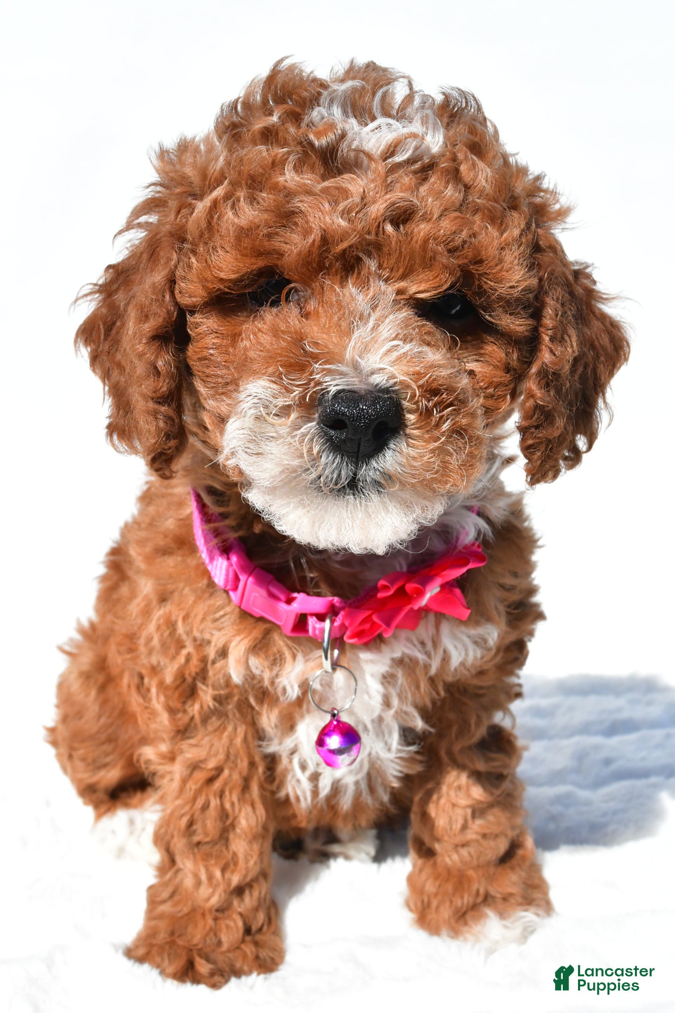 Miniature Poodle dogs for sale: Stacey - Ad 5