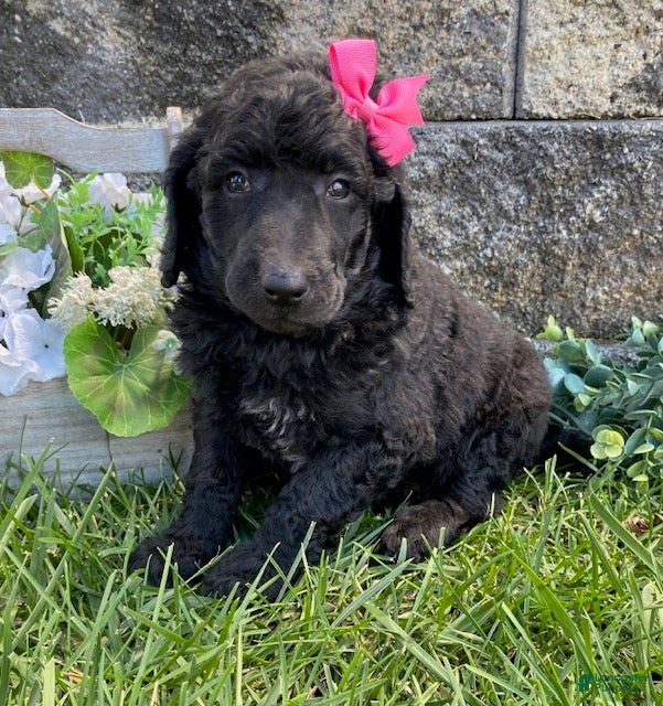 Standard Poodle dogs Topaz- genetic clear - Ad 2