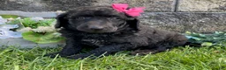 Standard Poodle dogs for sale: Topaz- genetic clear - Ad 2