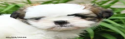 Shih Tzu dogs for sale: Harmony - Ad 3