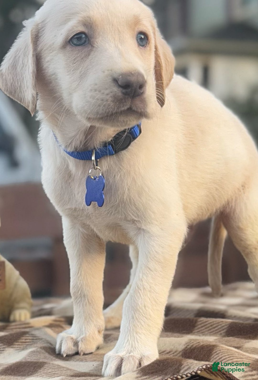 Labrador Retriever dogs for sale: Labrador Retriever Puppy 1 - Ad 3