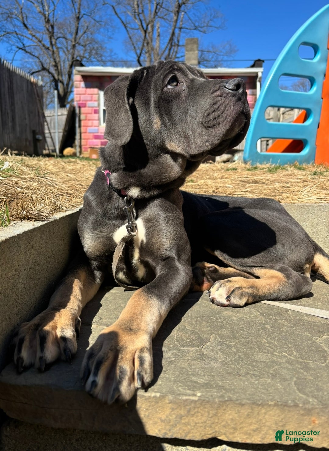 Cane Corso dogs for sale: Everest  - Ad 2