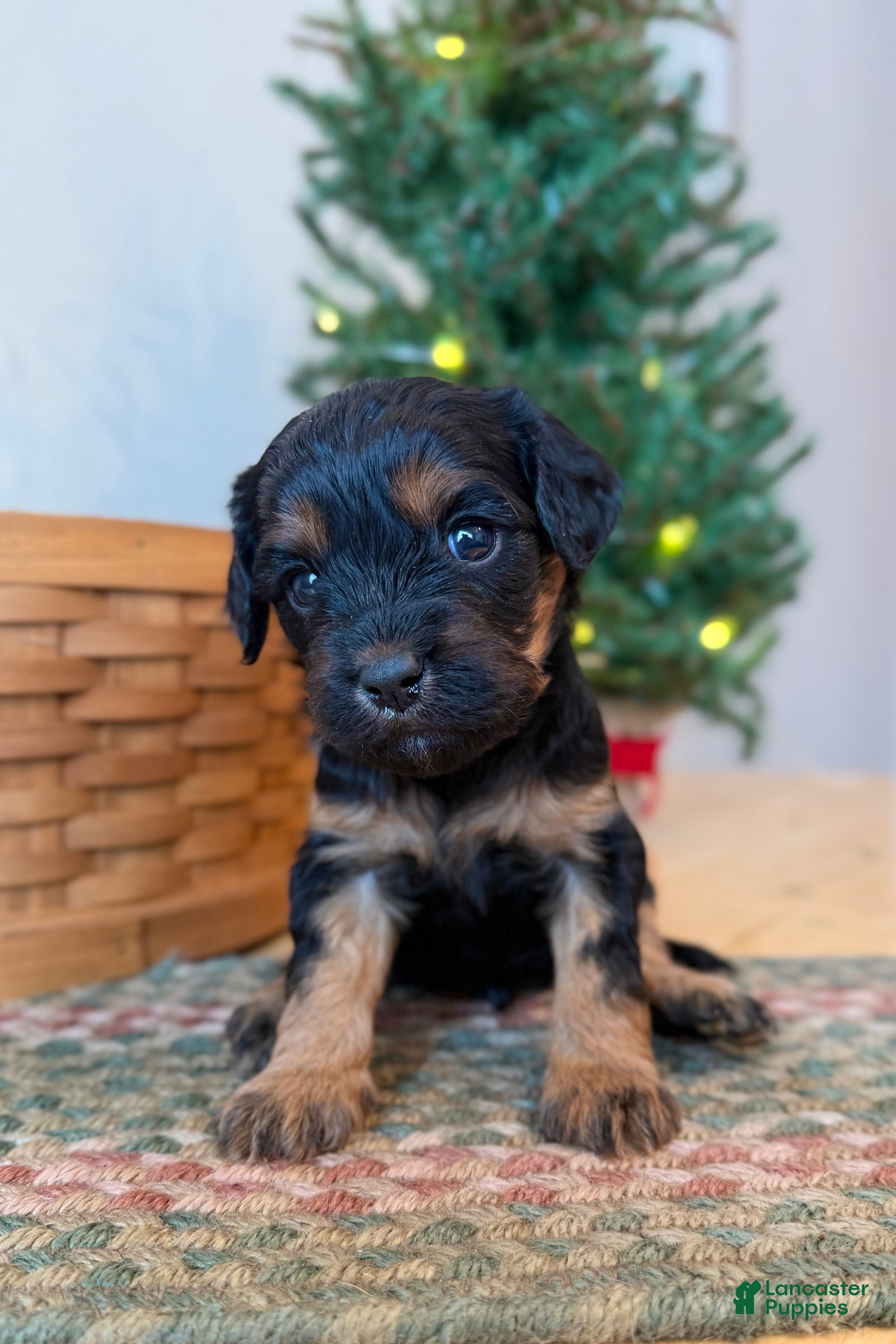 Cavapoo dogs Crimson - Ad 6