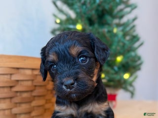 Cavapoo dogs Crimson - Ad 21