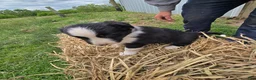 Border Collie dogs for sale: Border Collie Puppy 2 Winnie - Ad 2
