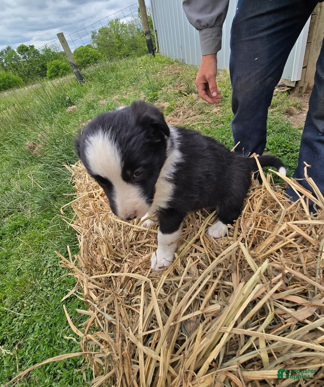 Border Collie dogs for sale: Border Collie Puppy 2 Winnie - Ad 2
