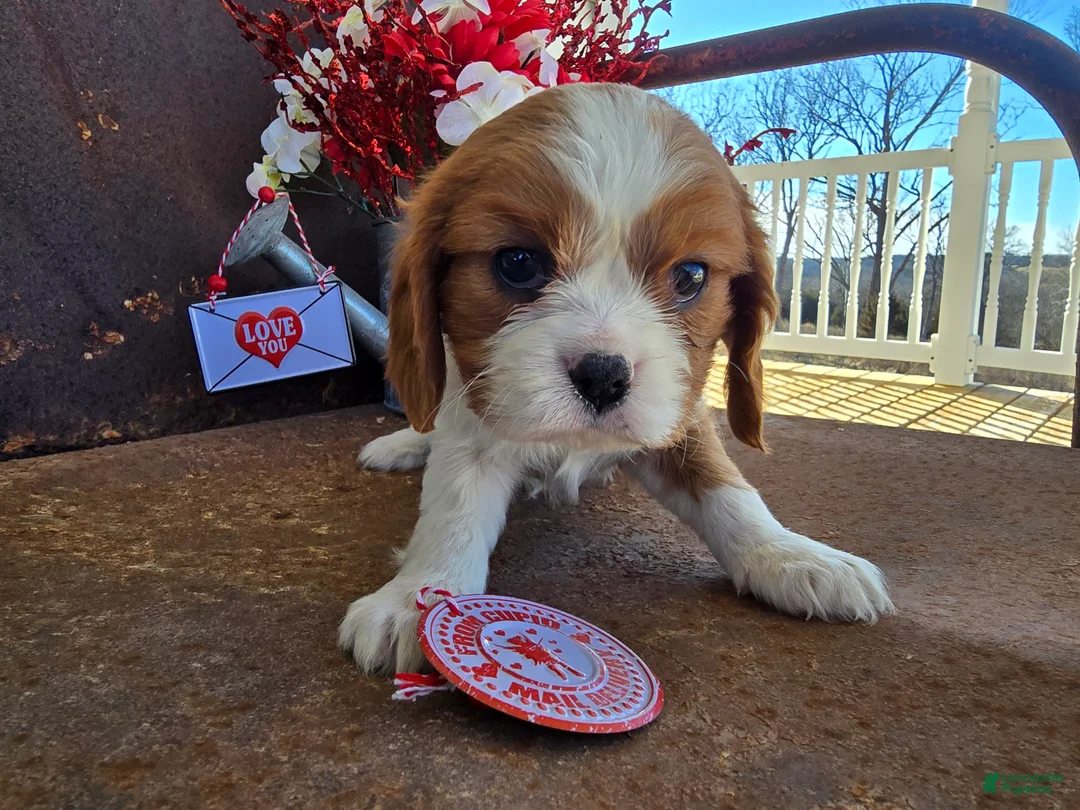 Cavalier King Charles Spaniel dogs for sale: Darla - Ad 4