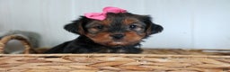 Yorkshire Terrier dogs for sale: CASSIE - Ad 9