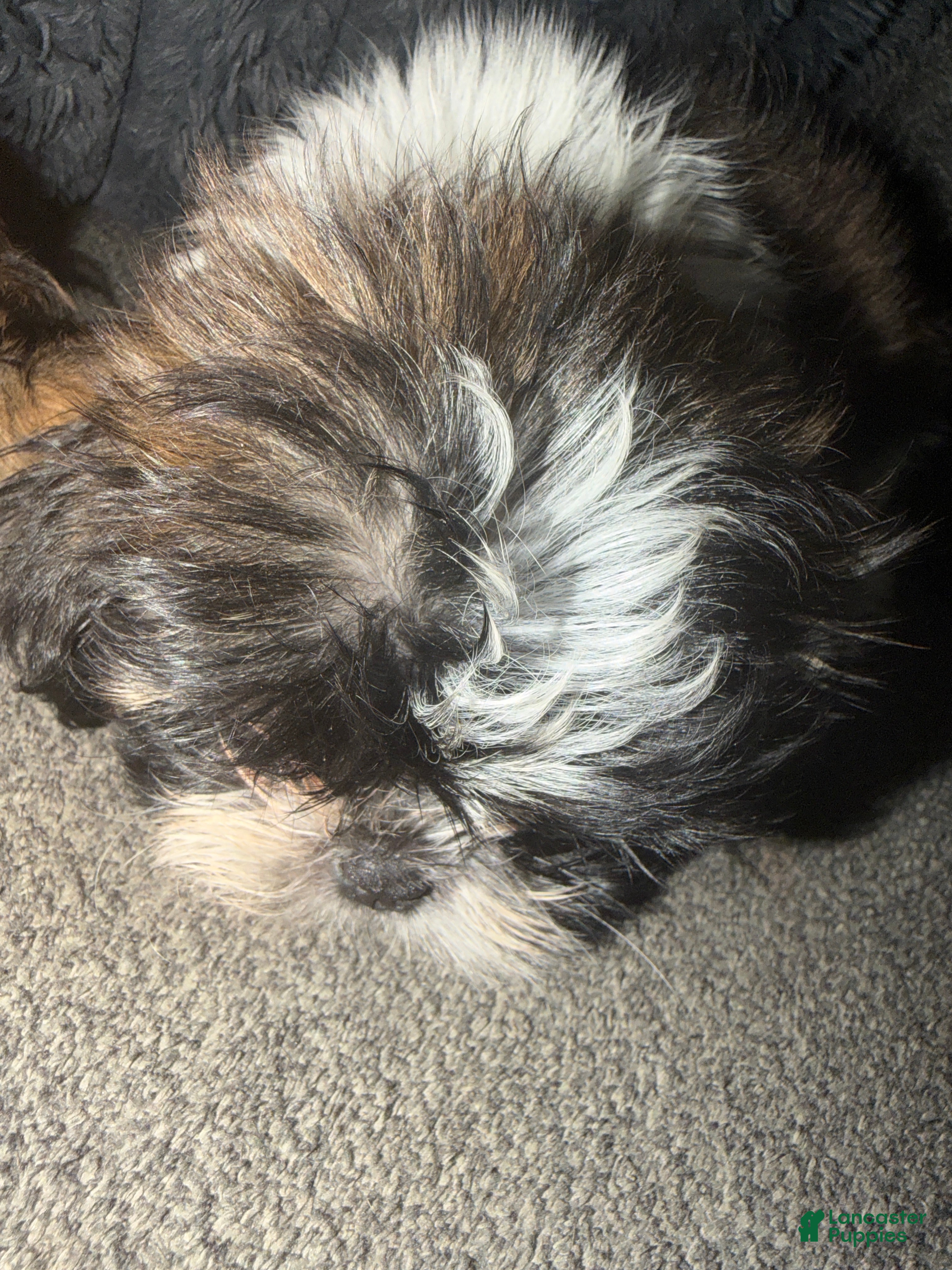 Shih Tzu dogs Shih Tzu 4 - Ad 1