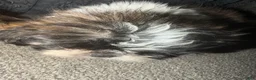 Shih Tzu dogs for sale: Shih Tzu 4 - Ad 1