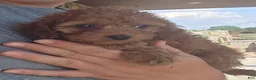 Cavapoo dogs for sale: Fletcher - Ad 12