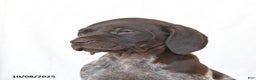 German Shorthaired Pointer dogs for sale: Candy - Ad 3