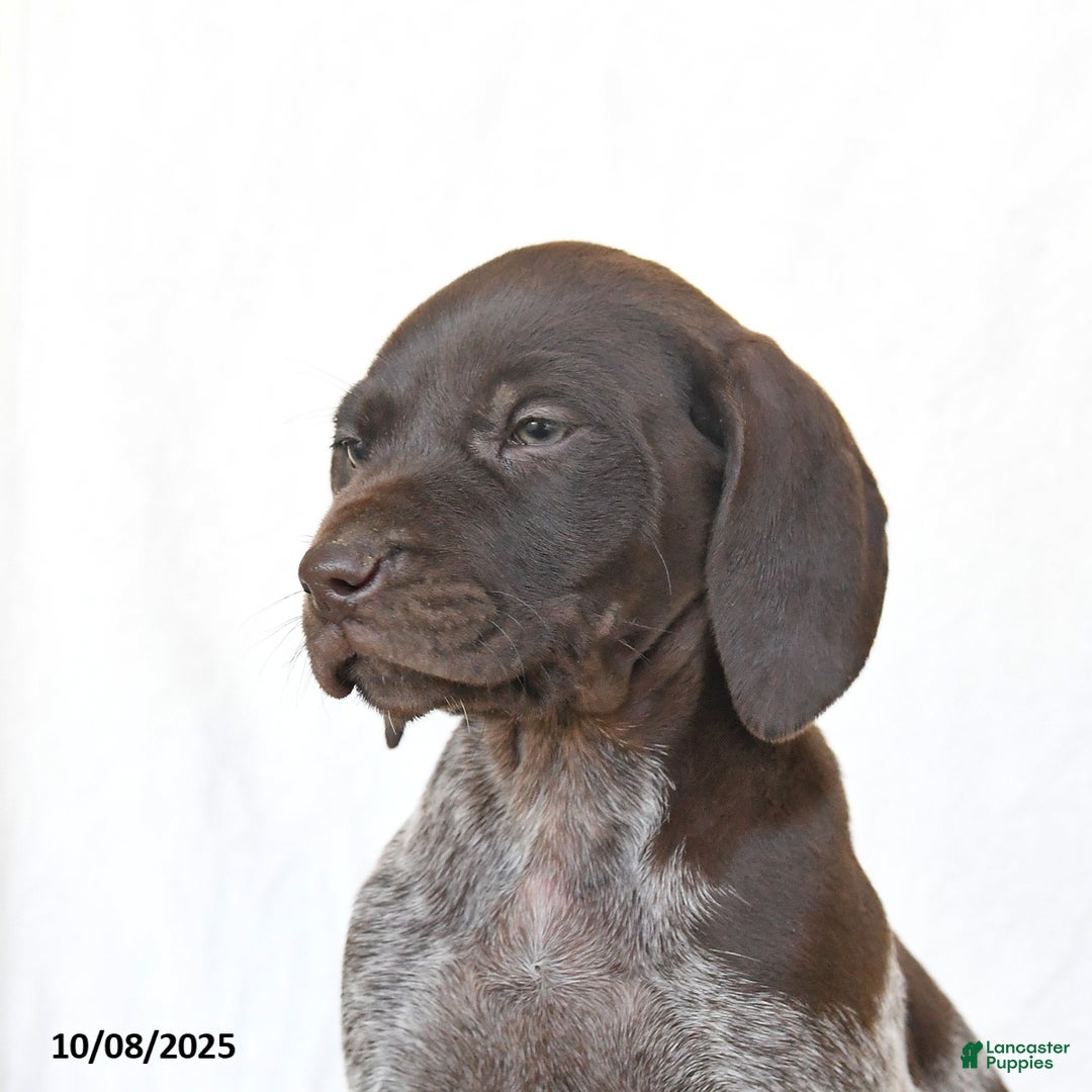 German Shorthaired Pointer dogs for sale: Candy - Ad 3