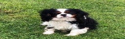 Cavalier King Charles Spaniel dogs for sale: Ziggy - Ad 9