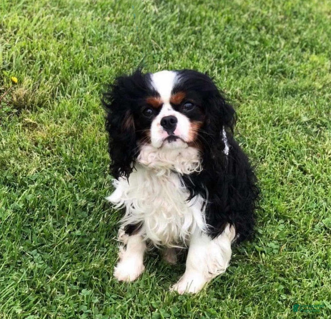 Cavalier King Charles Spaniel dogs for sale: Ziggy - Ad 9