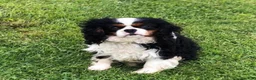 Cavalier King Charles Spaniel dogs for sale: Ziggy - Ad 3