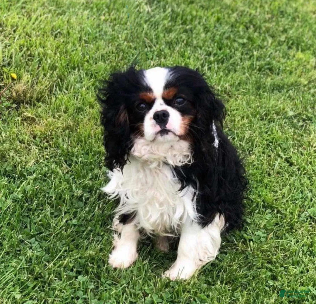 Cavalier King Charles Spaniel dogs for sale: Ziggy - Ad 3