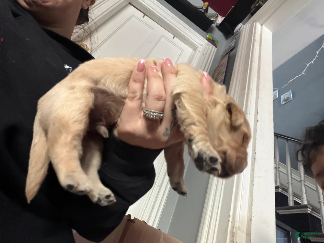 Golden Retriever dogs for sale: Golden Retriever Puppy 5 Blue - Ad 2