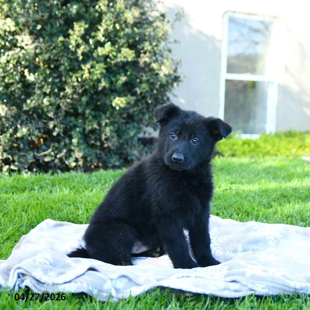 German Shepherd dogs for sale: Link - Ad 1