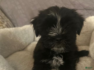 Mixed Breed dogs Mixed Breed Puppy 1 - Ad 30