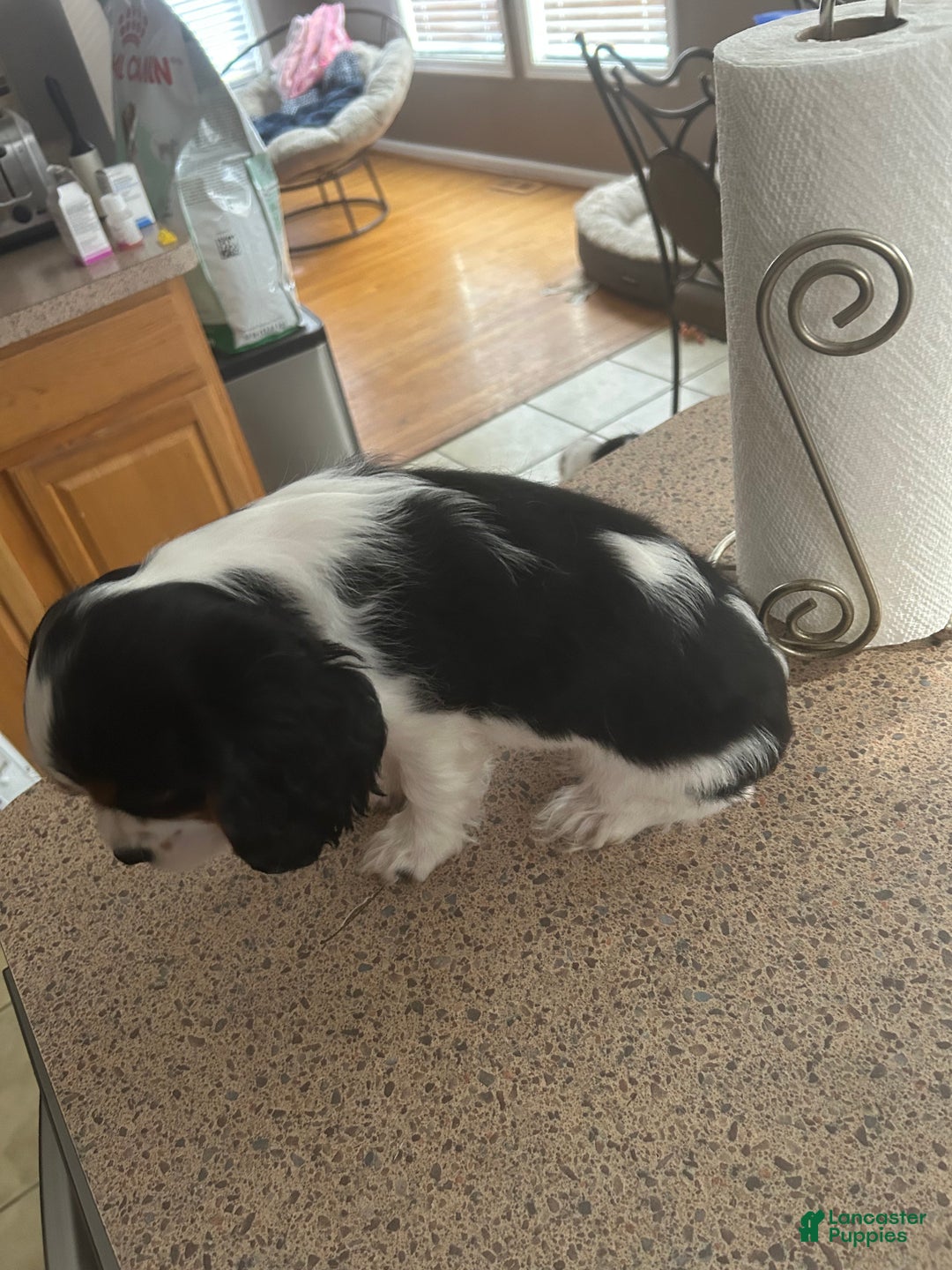 Cavalier King Charles Spaniel dogs for sale: Cavalier King Charles Spaniel Puppy 1 - Ad 5