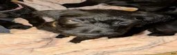Mixed Breed dogs for sale: Taco - Ad 3