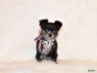 Chihuahua dogs for sale: Nori - Ad 3