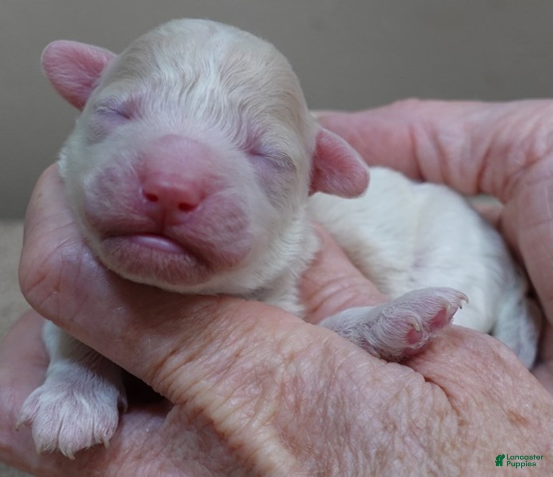 Toy Poodle dogs for sale: Rook!!!!!!!!!!!! - Ad 5