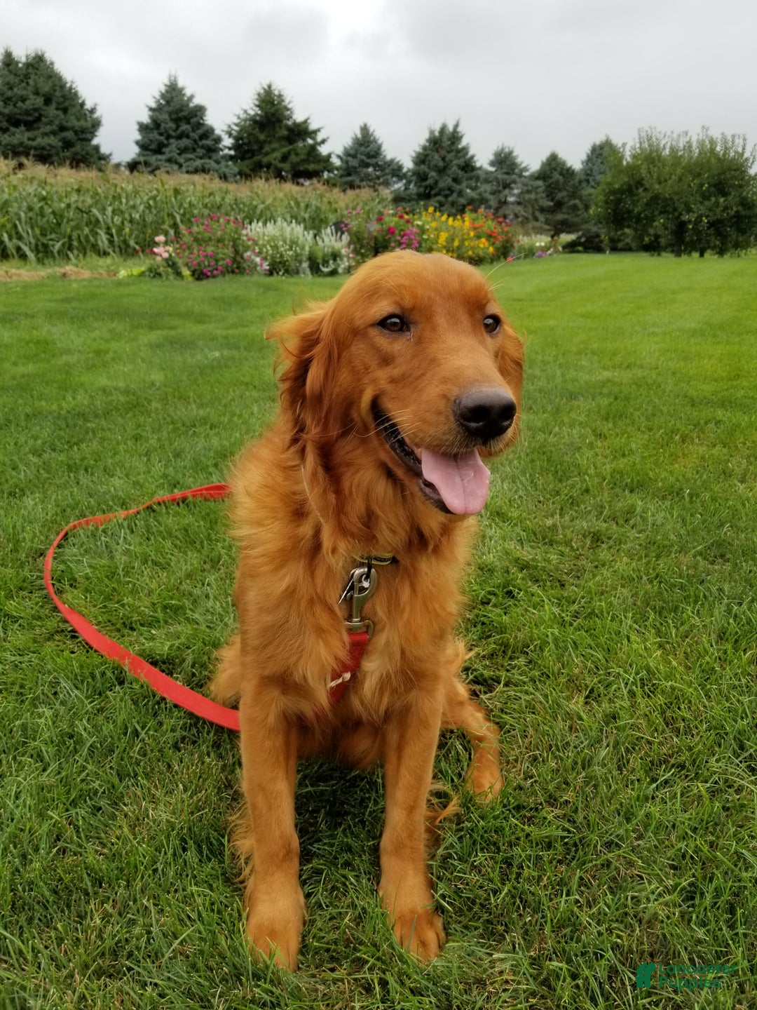 Mini Goldendoodle dogs for sale: Bella - Ad 4